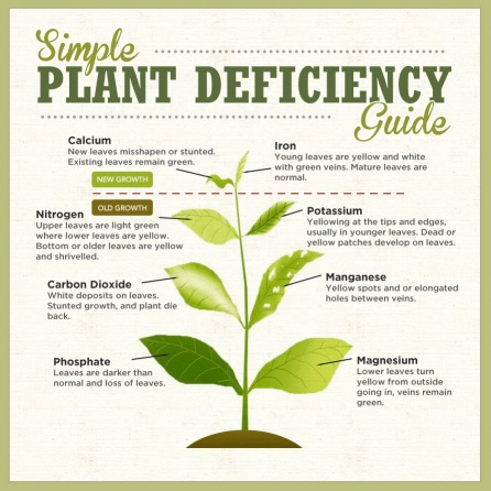 plant-deficiency-guide